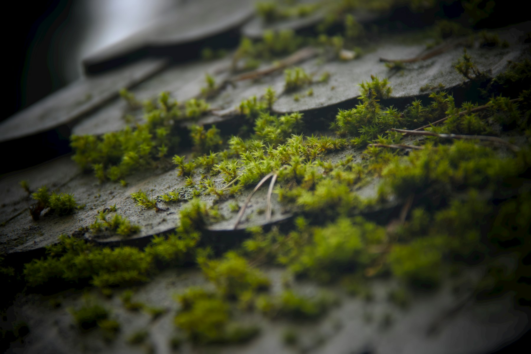 More Than a Wash: Why Roof Revitalization Is a Smart Investment for Your Minnesota Home